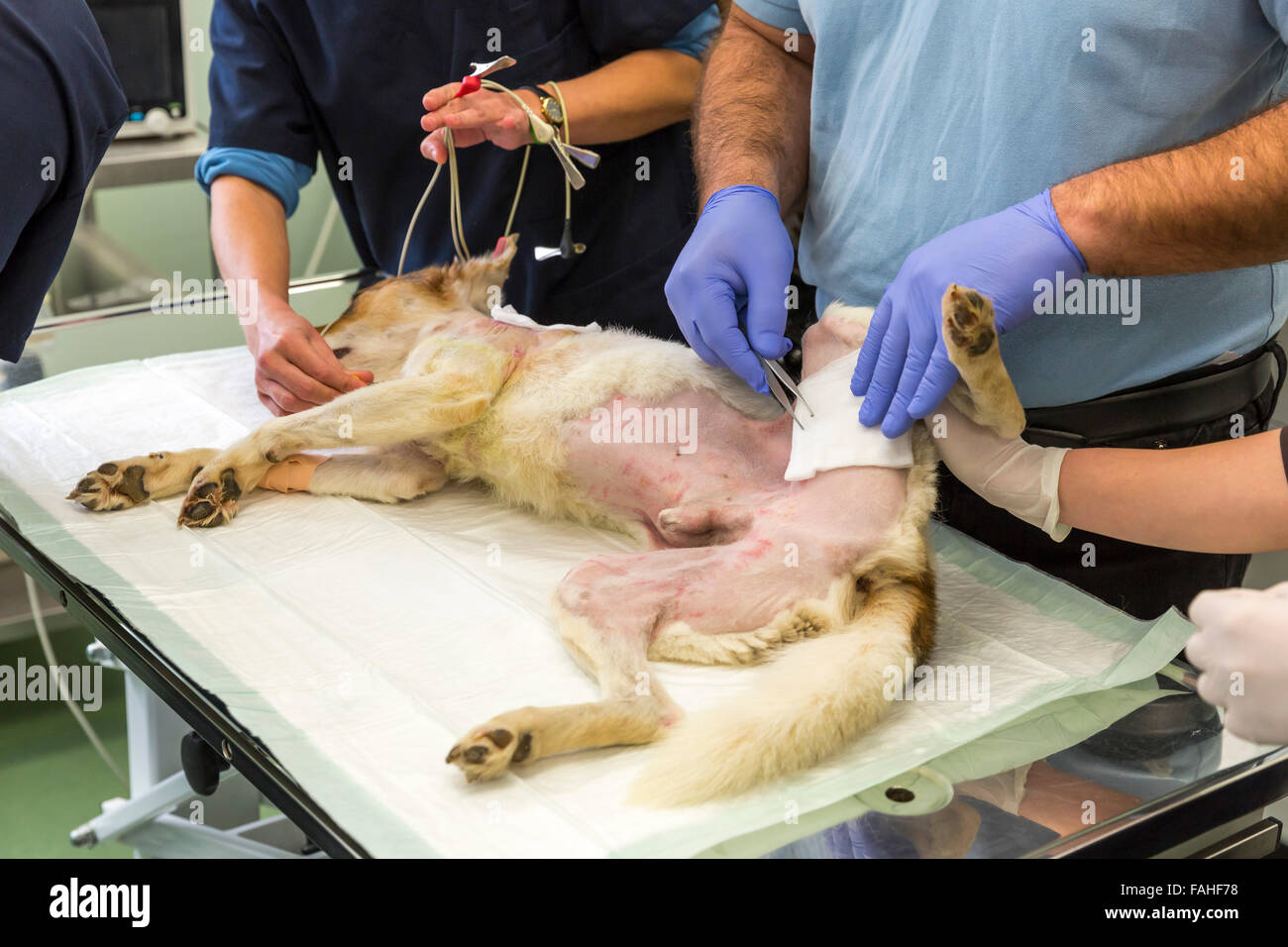 Ein Hund wird in einer tierärztlichen Klinik betrieben. Die Operation ist Haut Pfropfen, nachdem der Hund in einem Hund Kampf verletzt worden war. Stockfoto