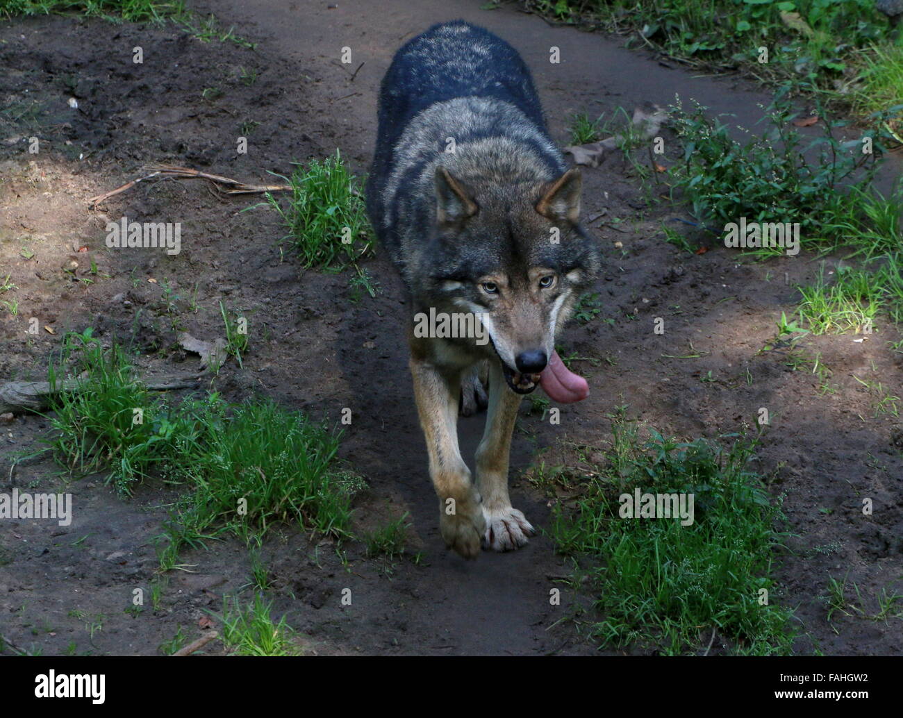 Europäische graue Wolf (Canis Lupus) langsam zu Fuß in Richtung der Kameras, schwankend Zunge hängt heraus Stockfoto