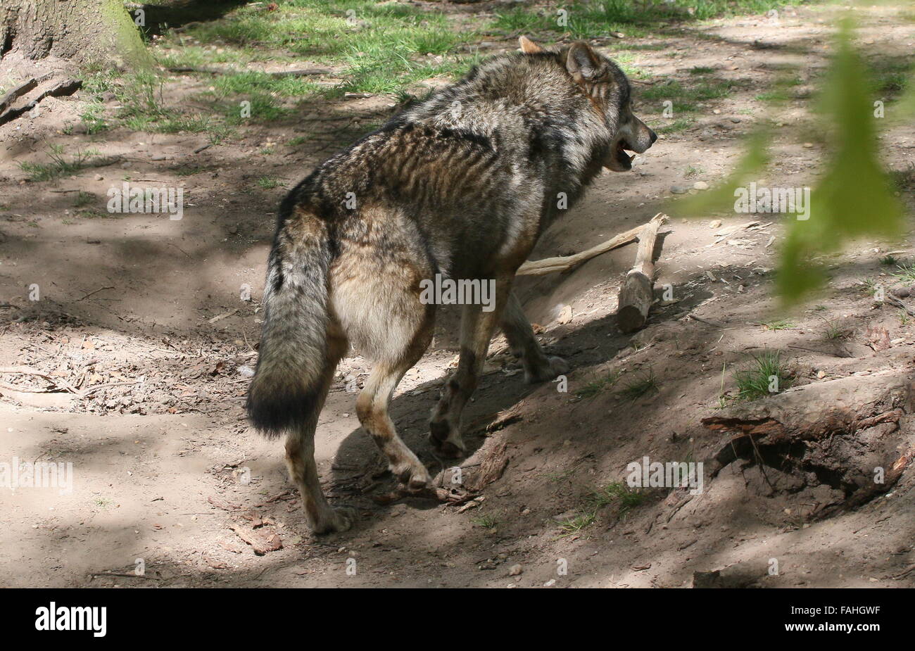 Europäische graue Wolf (Canis Lupus) bewegt sich in den Wald zu Fuß entfernt von der Kamera Stockfoto