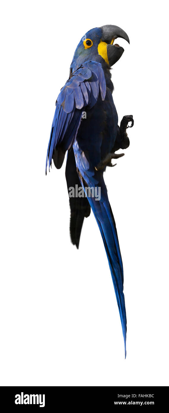 Hyazinth-Ara (Anodorhynchus Hyacinthinus), auf weißem Hintergrund Stockfoto