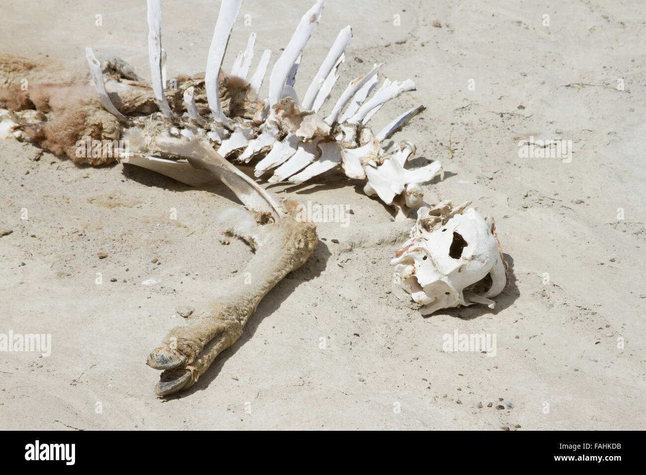 Skelettreste von Guanako in Argentinien Wüste. Stockfoto
