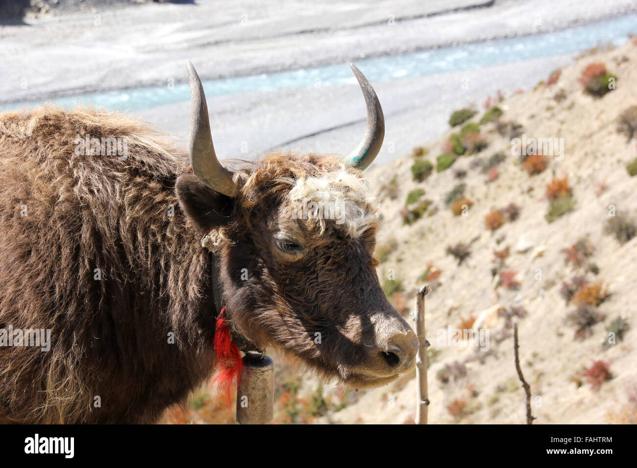 Yak, Baden in der Sonne Stockfoto