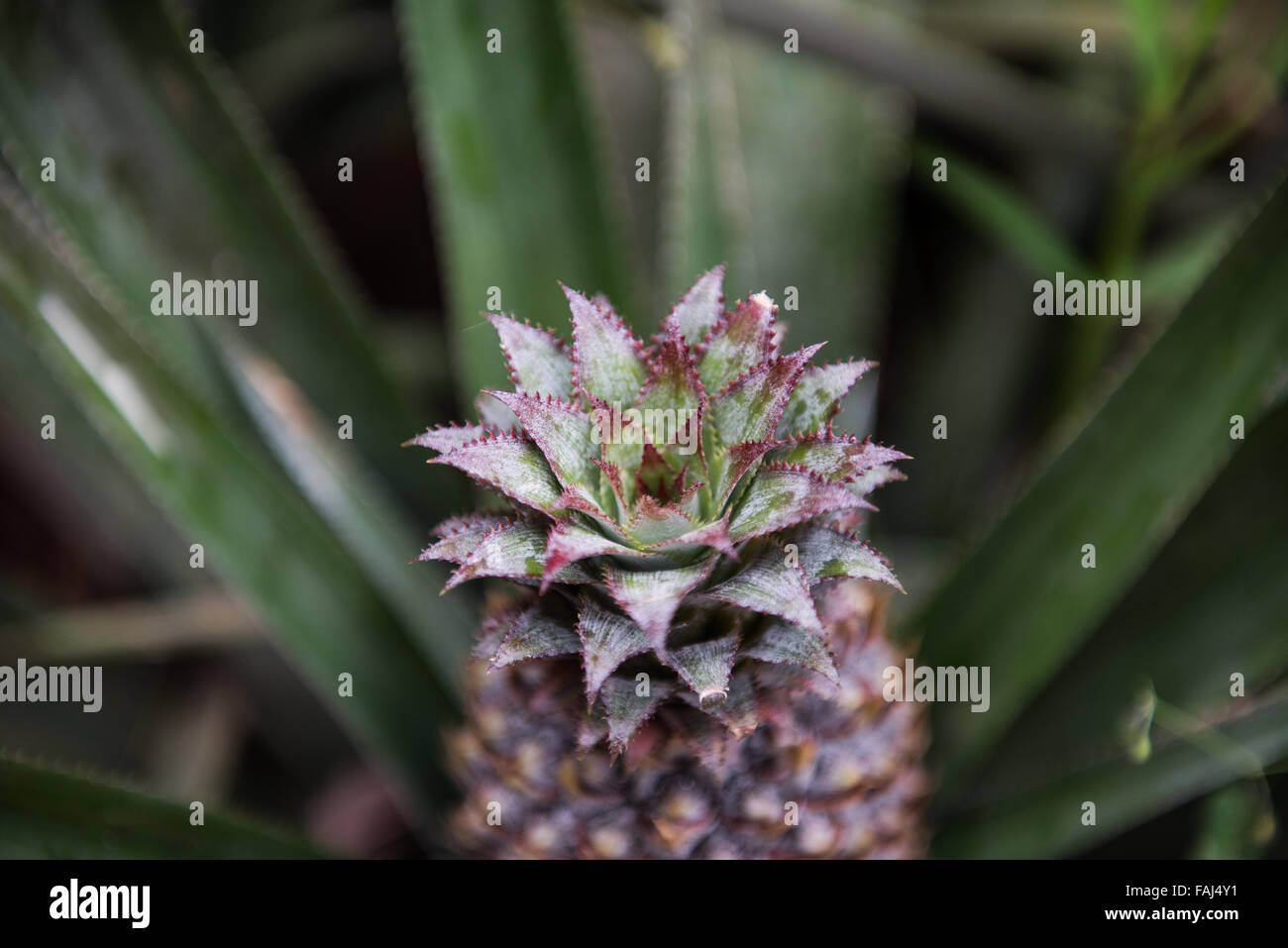 Ananas-Anbau in Spice Garden von Kochi, Kerala. Eine frische Ananas ist ...