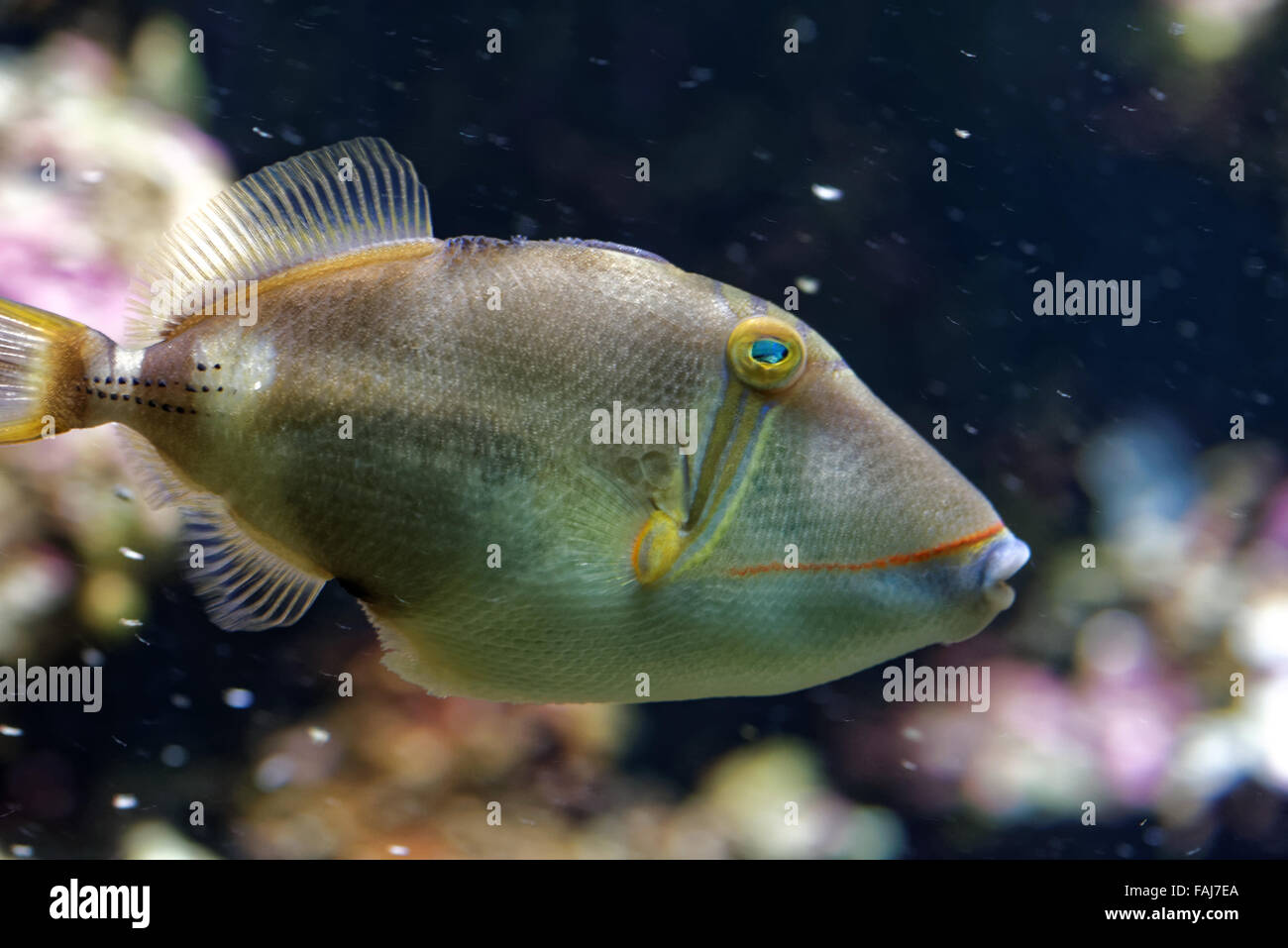 Blackbelly-Drückerfisch (Rhinecanthus Verrucosus) ist ein Strahlenflosser in der Familie Balistidae im Westen Indo-Pazifik gefunden. Stockfoto