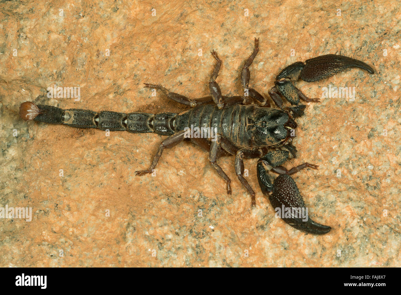Grabende Skorpion, Heterometrus sp, NZB, Bangalore, Indien Stockfoto