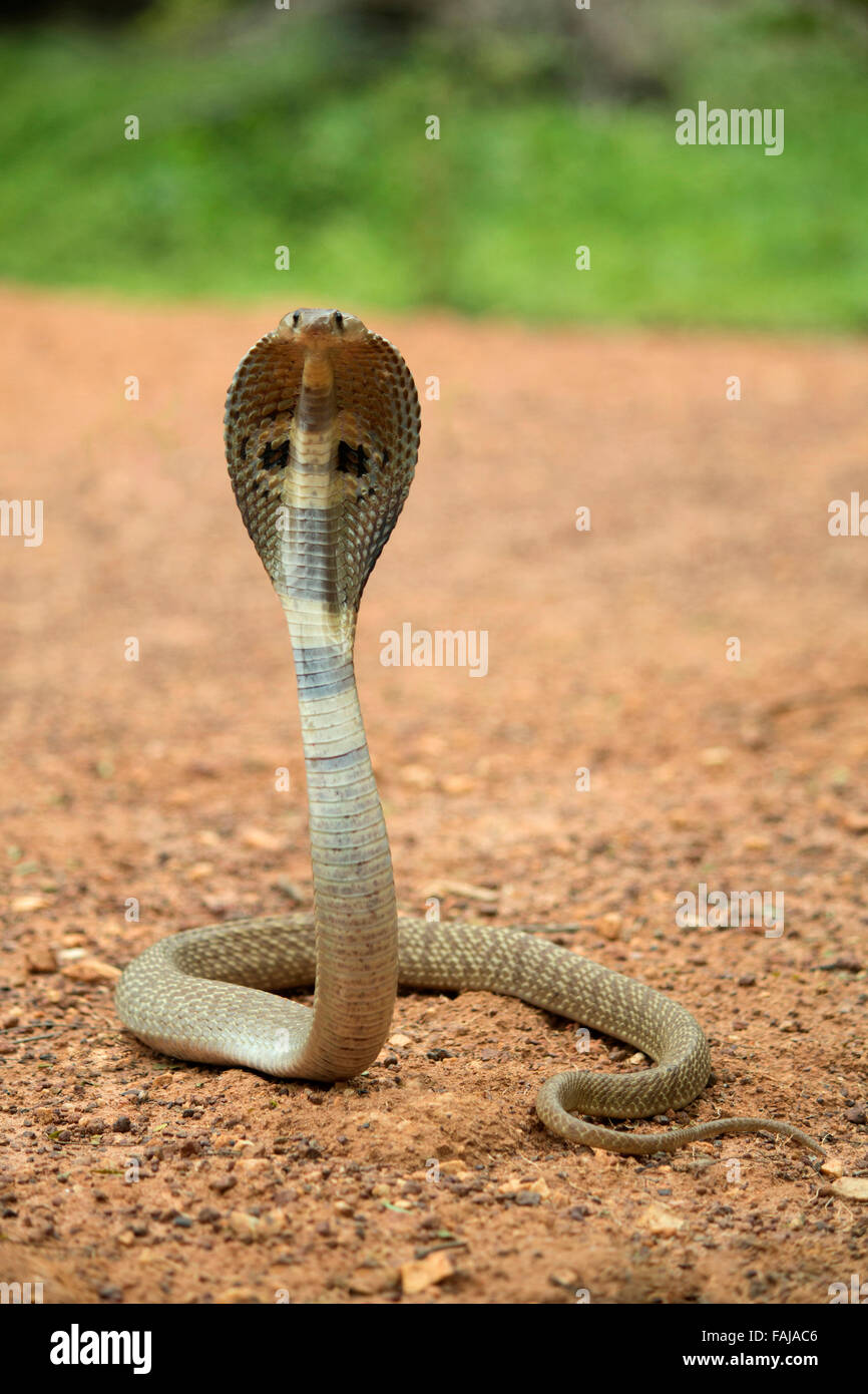 Spectacled Cobra, Naja Naja, NZB, Bangalore, Indien Stockfoto