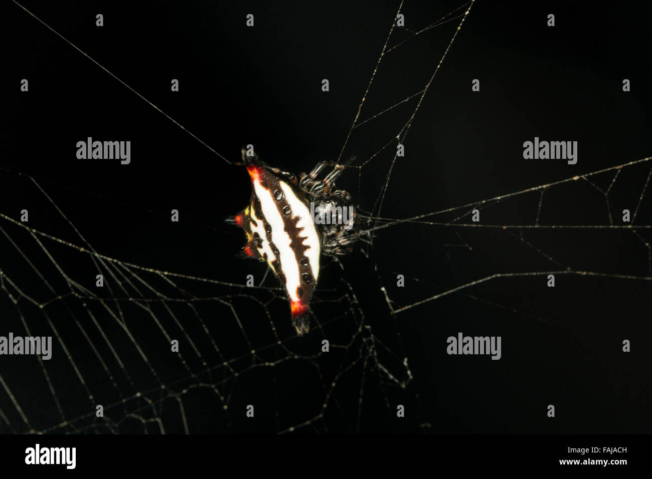 Stachelige Kugel Weaver, Gasteracantha Geminata, NZB, Bangalore, Indien Stockfoto