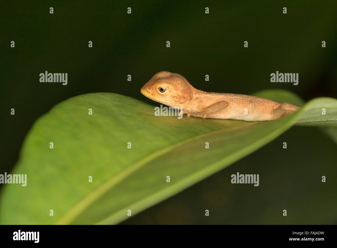 GEMEINEN Garten Eidechse, Calotes versicolor oder Blutsauger, Common, Aarey Milch Kolonie Indien Stockfoto