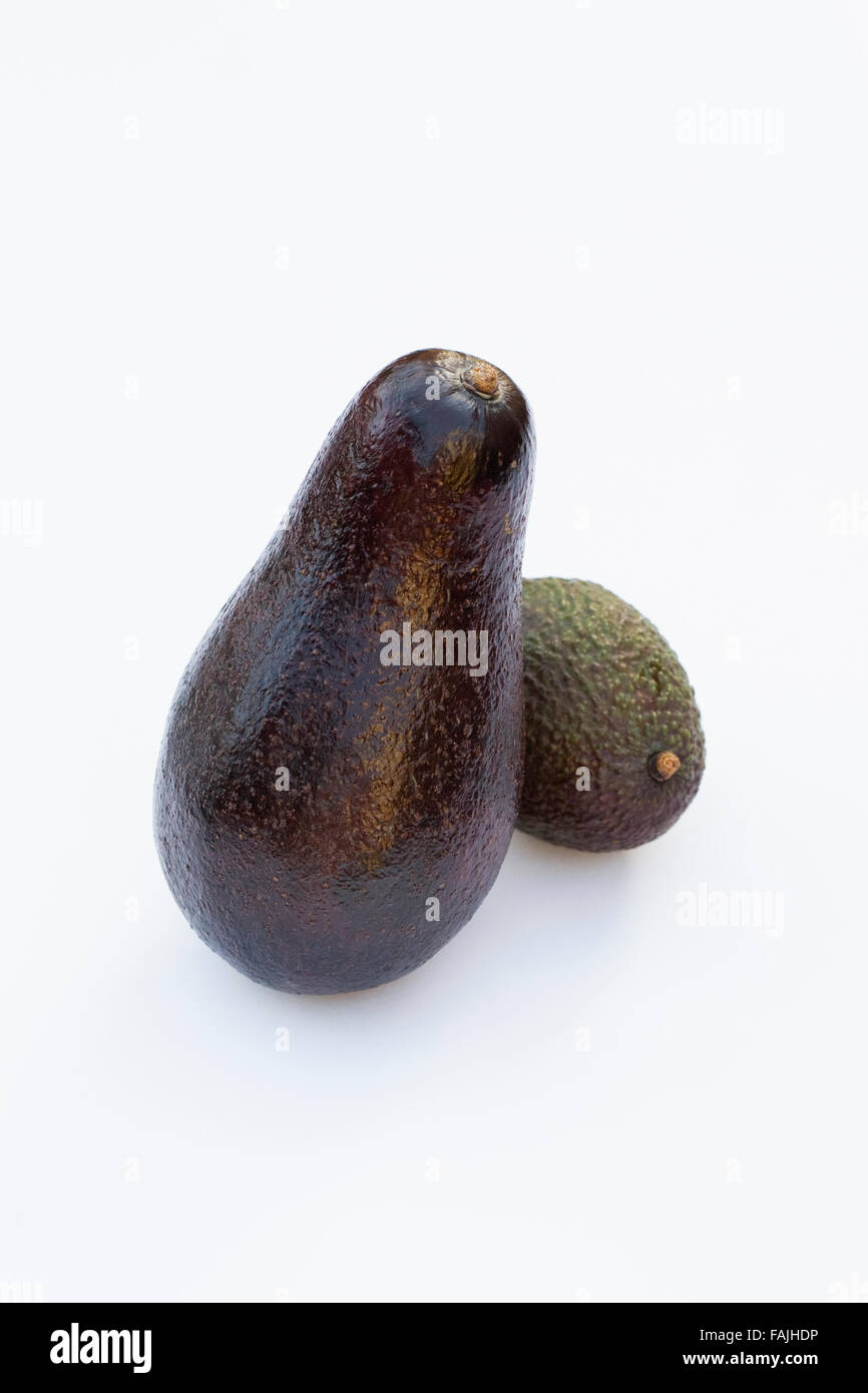 Persea Americana. Riesigen Avocado neben einer kleineren Hass Avocado. Stockfoto