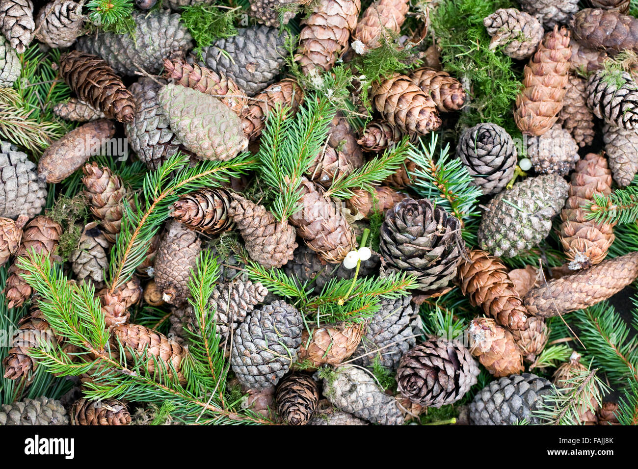 Sortierte Tannenzapfen und Nadeln. Stockfoto