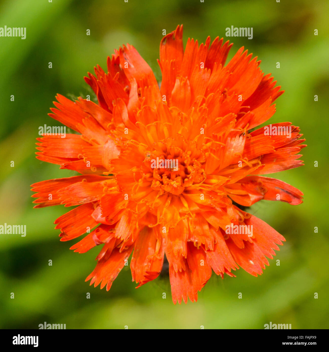 Makroaufnahme der eine helle orange Ringelblume vor dem Hintergrund einer grünen Laub Stockfoto