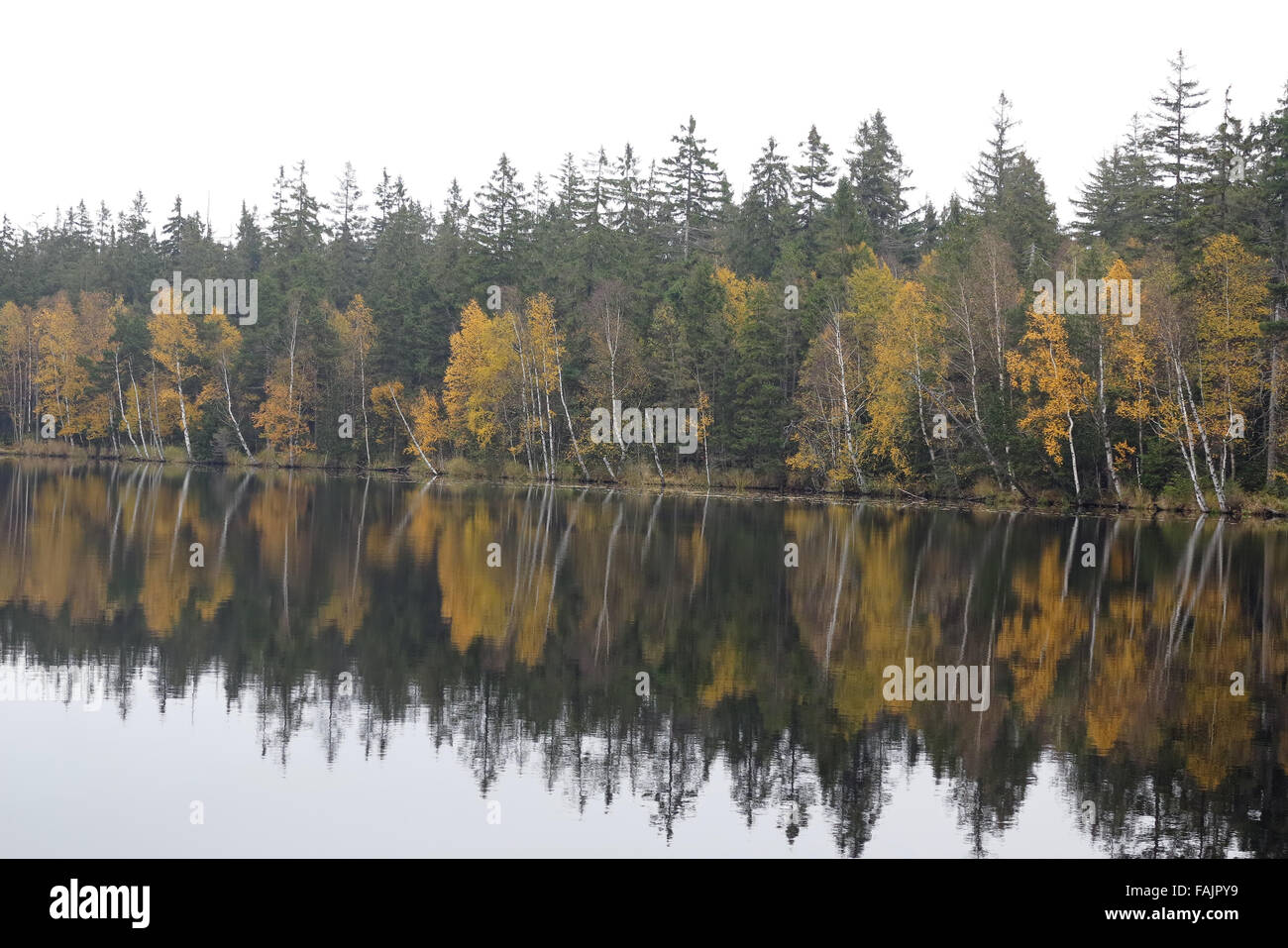 Bäume am Ufer des Sees im Herbst - Kladska Torf Stockfoto