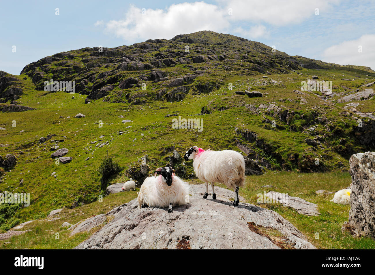 Scottish Blackface Schafe am Healy Pass, Halbinsel Beara, County Kerry, Irland Stockfoto