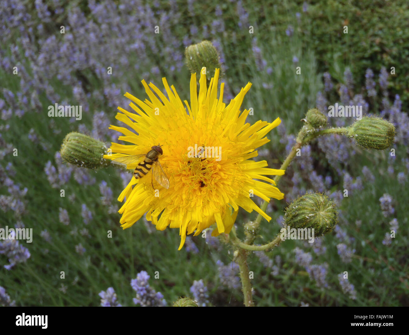 Männliche Hoverfly (Syrphus Ribesii) und Pollen Käfer (Meligethes aeneus) auf grobe Hawksbeard (Crepis Biennis) Blume Stockfoto