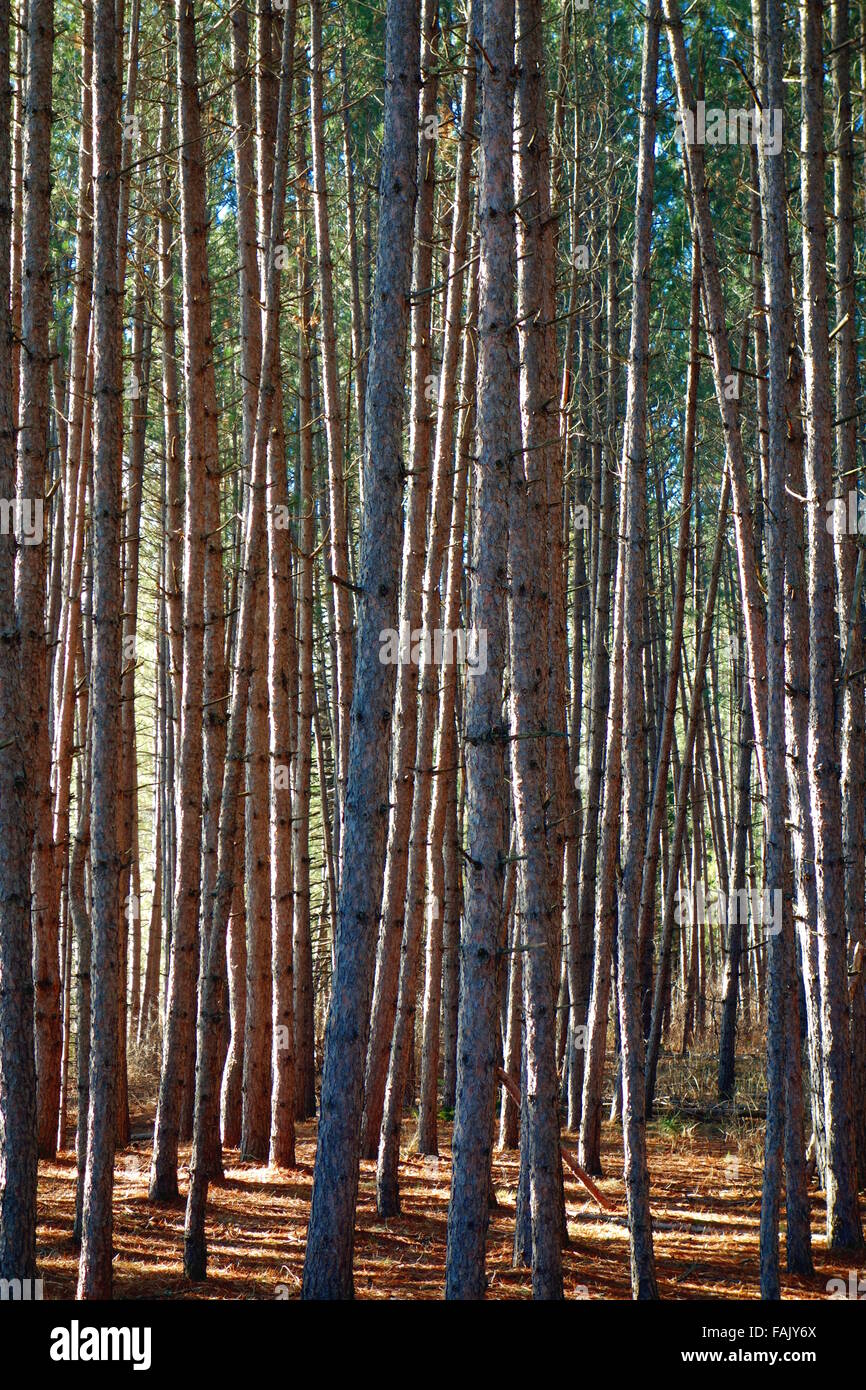 Bäume in einem Wald in Ontario, Kanada Stockfoto