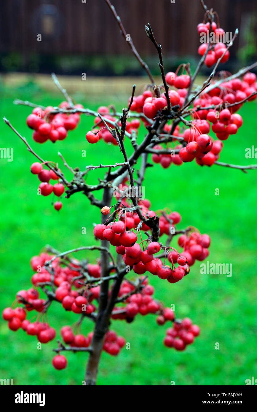 Zwerg Holzapfel Baum Winter Weihnachten rote Beere Beeren Äpfel Krabben Deko Dekoration Terrasse Topf Obst reif RM Floral Stockfoto