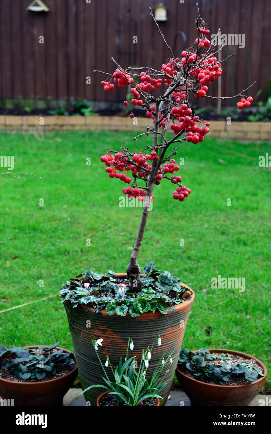 Zwerg Holzapfel Baum Winter Weihnachten rote Beere Beeren Äpfel Krabben Deko Dekoration Terrasse Topf Obst reif RM Floral Stockfoto