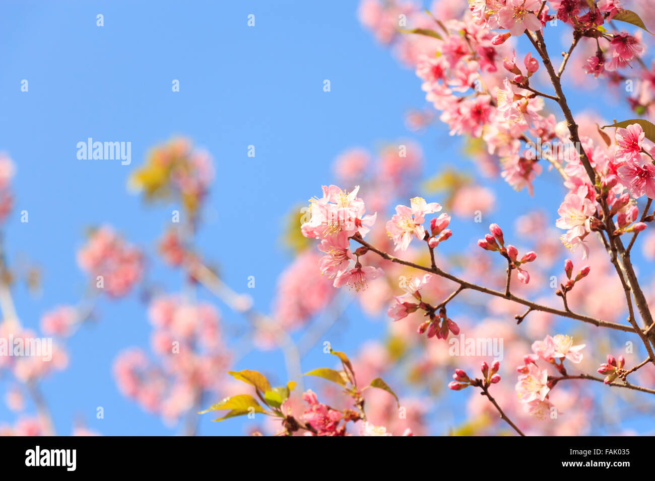 Himalayan Wildkirsche (Prunus Cerasoides) (Sakura in Thailand) am Phu Lom Lo Berg, Loei, Thailand (leeren Bereich bei Lef Stockfoto