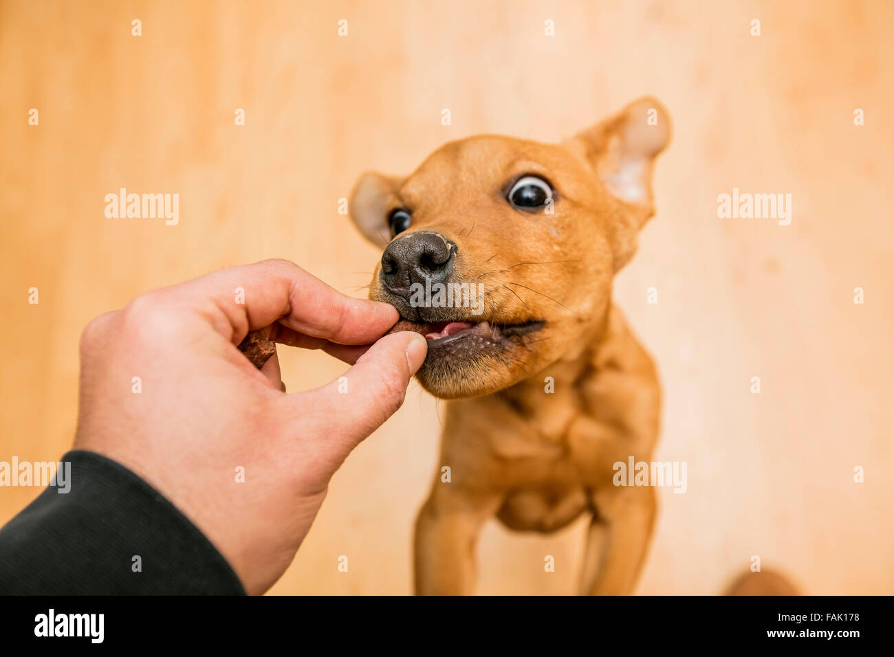 Egoperspektive einer Hand Fütterung einen spielerische braunen Hund drinnen  Stockfotografie - Alamy