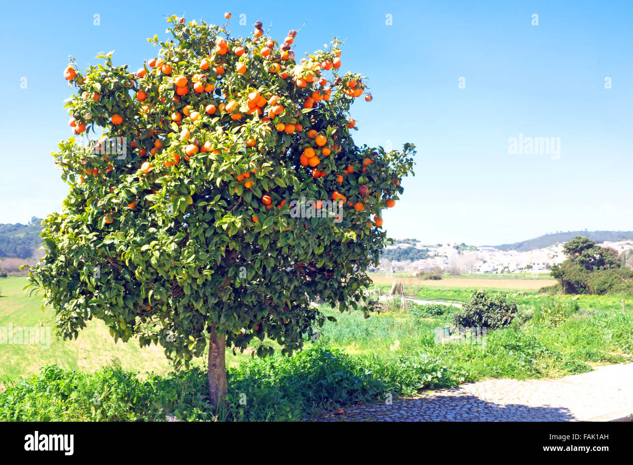 Baum voller Orangen im Frühling Stockfoto