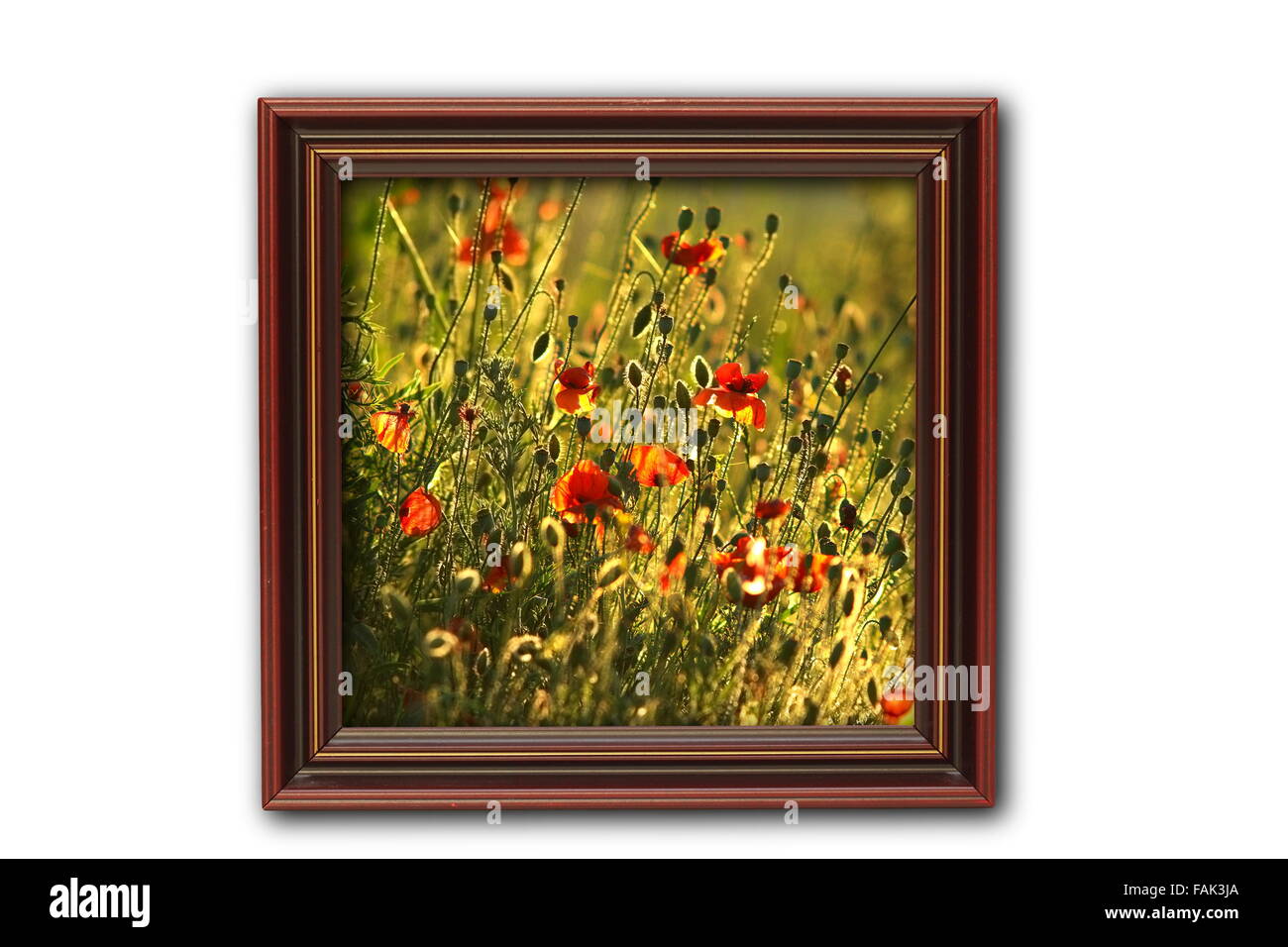 Bild mit Mohnblumen auf Holzrahmen, isoliert auf weißem Hintergrund;  das Bild habe ich innerhalb des Rahmens ist auch eines meiner Fotos, Stockfoto