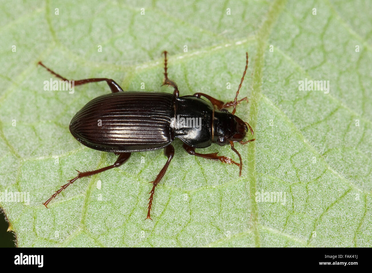 Herrliche Sonne Käfer, Prächtiger Kanalkäfer, Glänzender Kanalkäfer, Laufkäfer, Amara Aulica, Curtonotus aulica Stockfoto