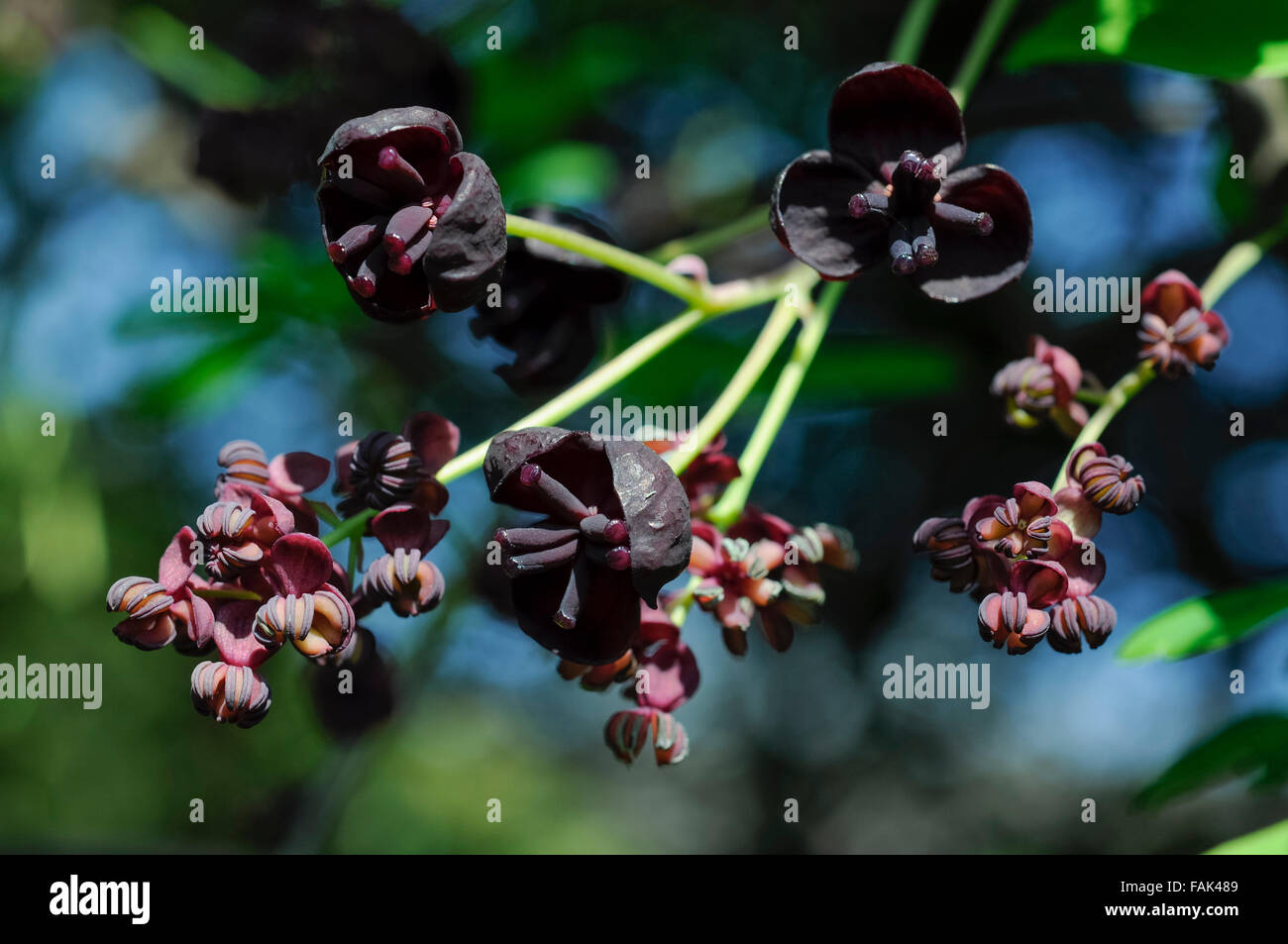 Nahaufnahme von der ungewöhnlichen Blumen eine Akebia Quinata Pflanze, auch bekannt als eine Schokolade Rebe. Stockfoto