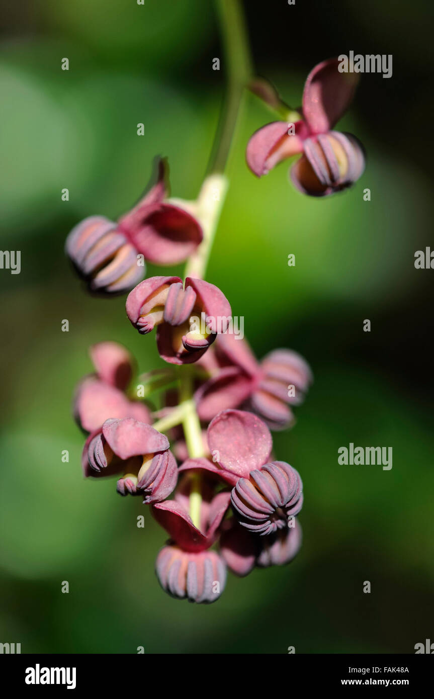 Nahaufnahme von der ungewöhnlichen Blumen eine Akebia Quinata Pflanze, auch bekannt als eine Schokolade Rebe. Stockfoto