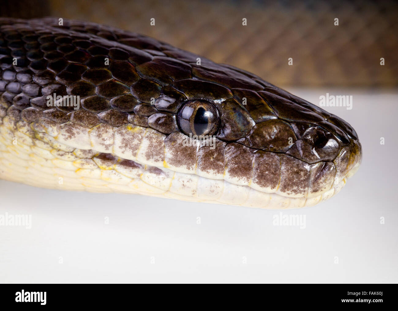 eine Nahaufnahme von einem Wasser-Python auf weißem Hintergrund Stockfoto