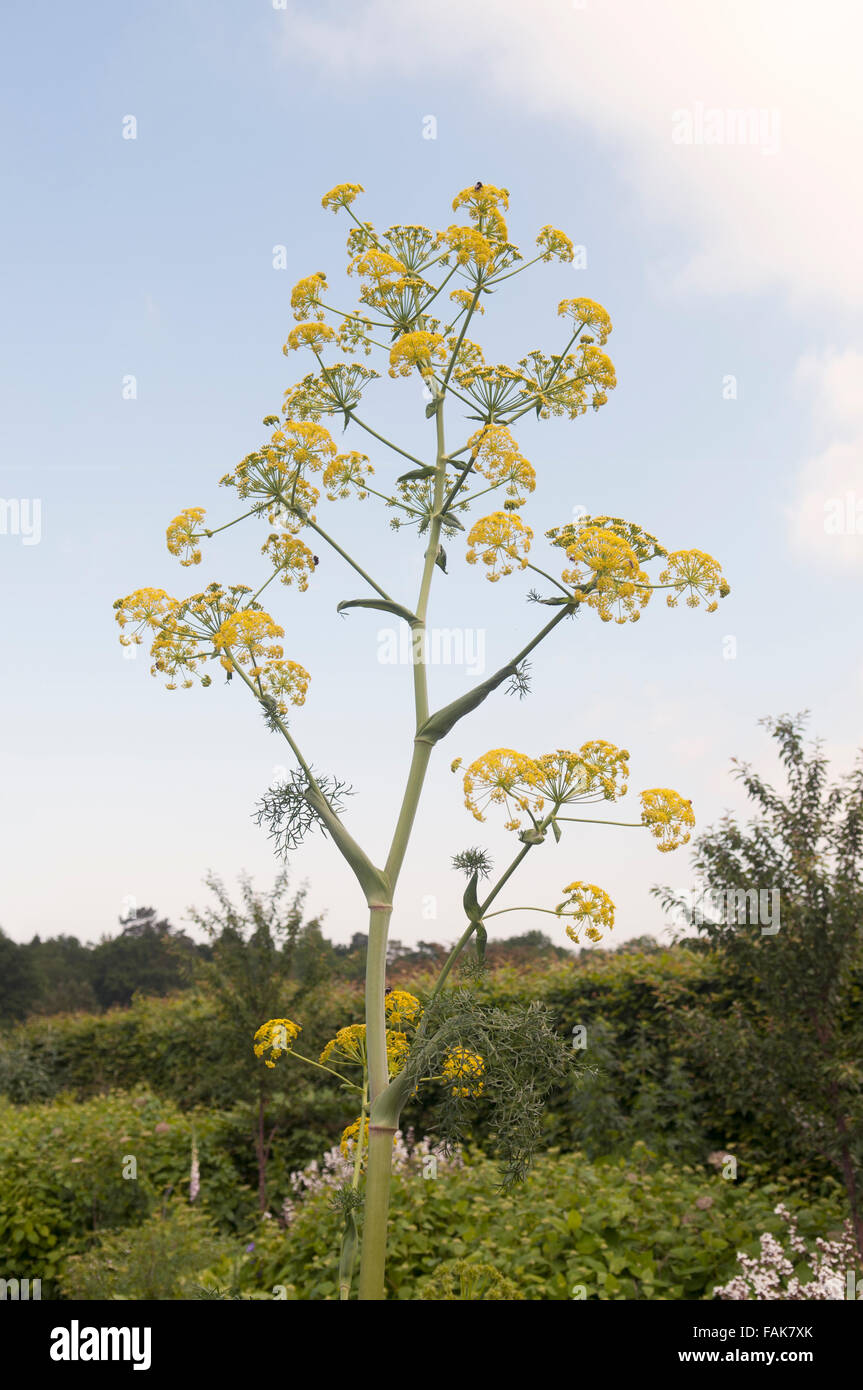 FERULA COMMUNIS Stockfoto