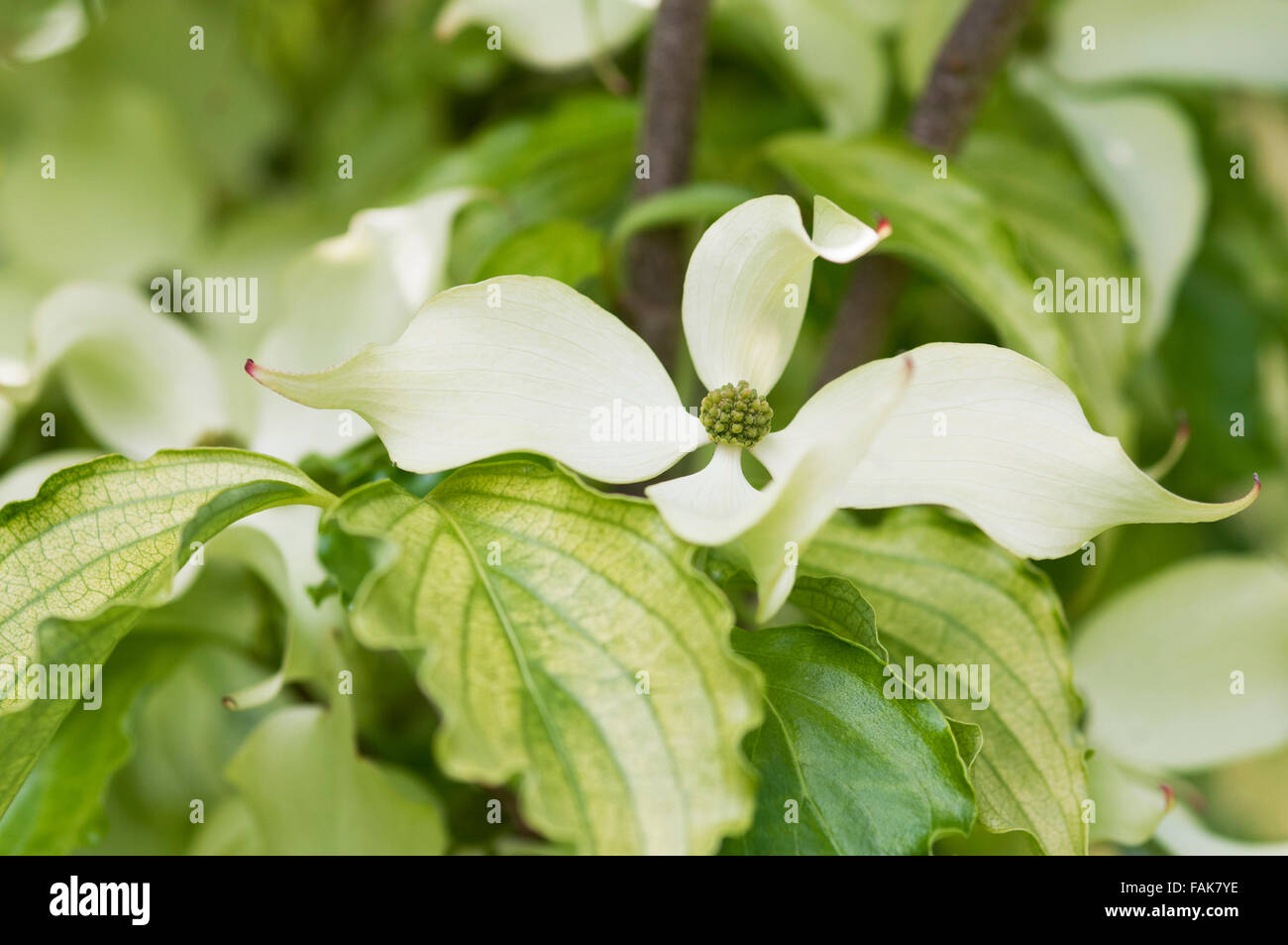 CORNUS KOUSA HERBST STIEG Stockfoto