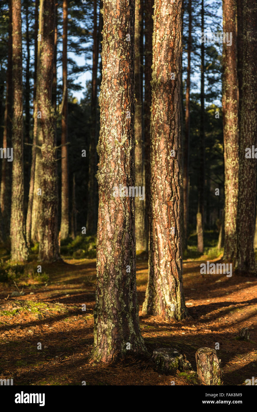 Caledonian Wald bei Abernethy in Schottland. Stockfoto