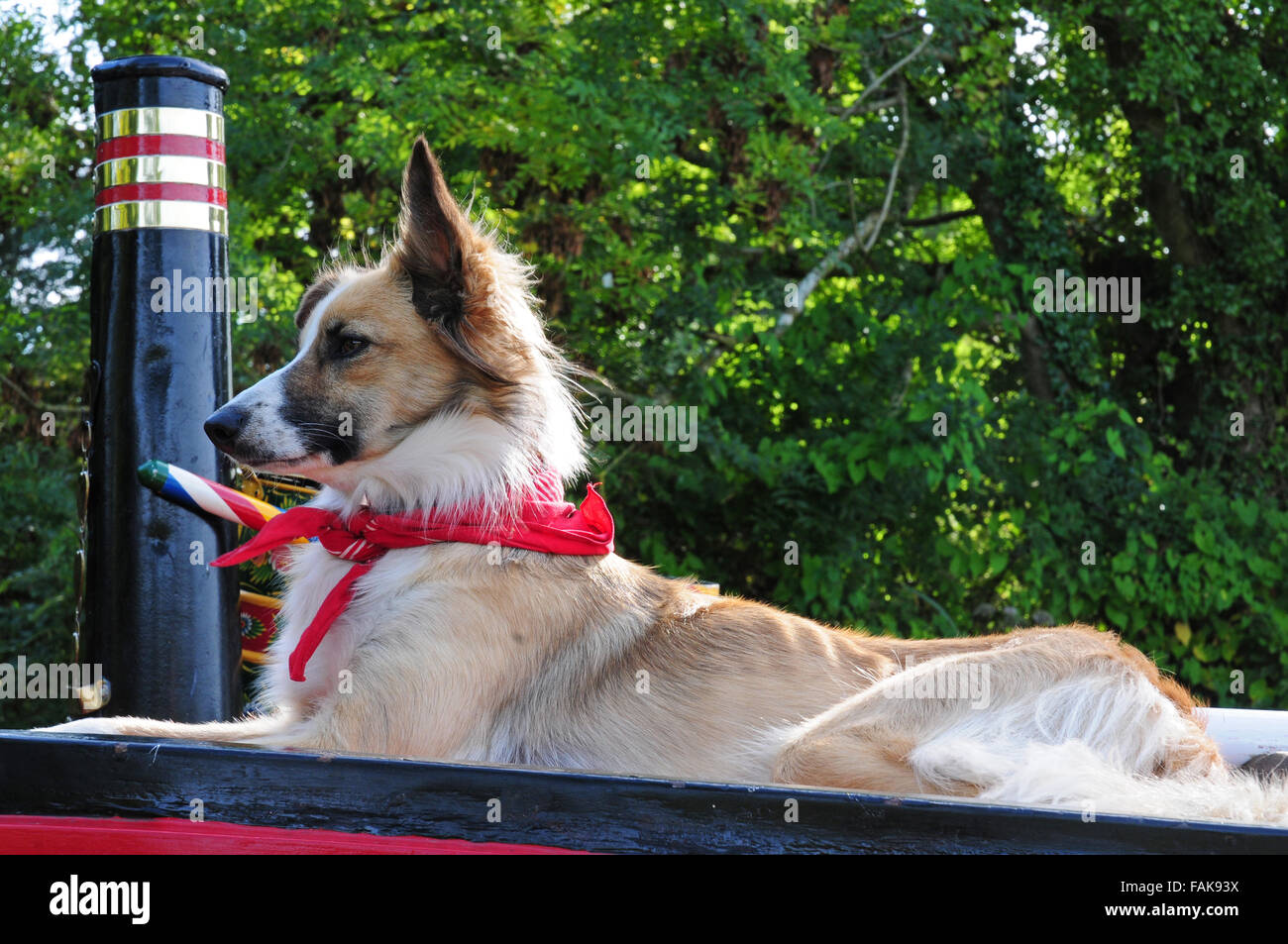 Hund trägt rote Halstuch oben auf einem Lastkahn.  Die Tivertonian, Canal Grande Western. Stockfoto