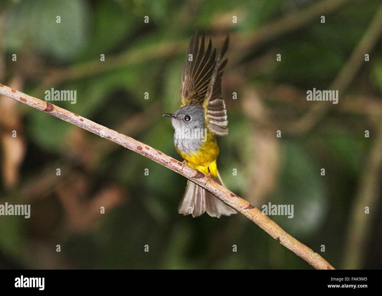 Grey leitete Kanarische Fliegenfänger im Regenwald von Borneo Stockfoto
