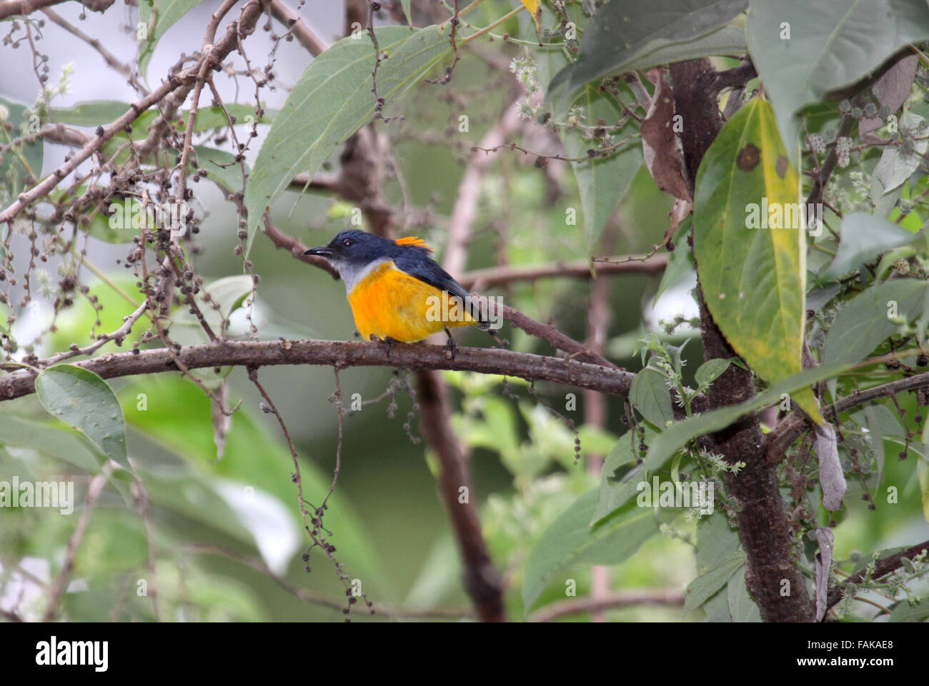 Orange bauchige Flowerpecker Männchen in Sabag Borneo Stockfoto