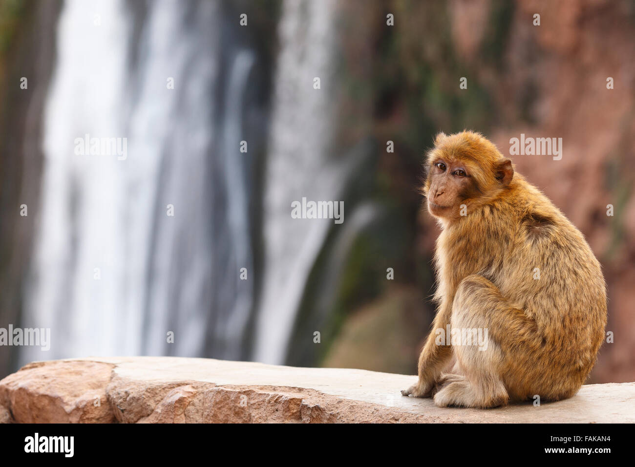Affe in Ouzoud Wasserfall. Marokko. Nordafrika. Stockfoto