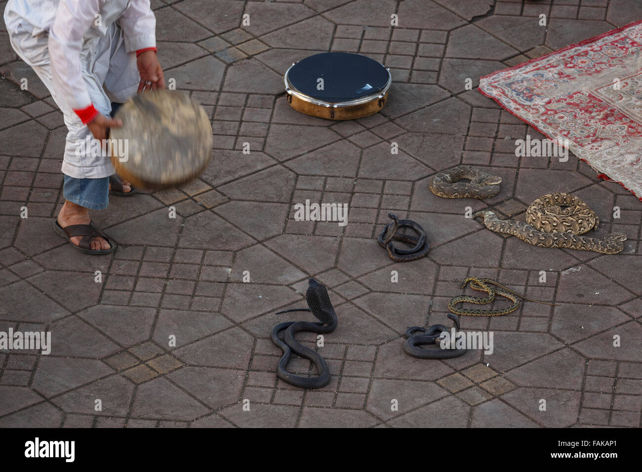 Schlangen. Jemaa El Fna Platz in Marrakesch. Marokko. Afrika Stockfoto