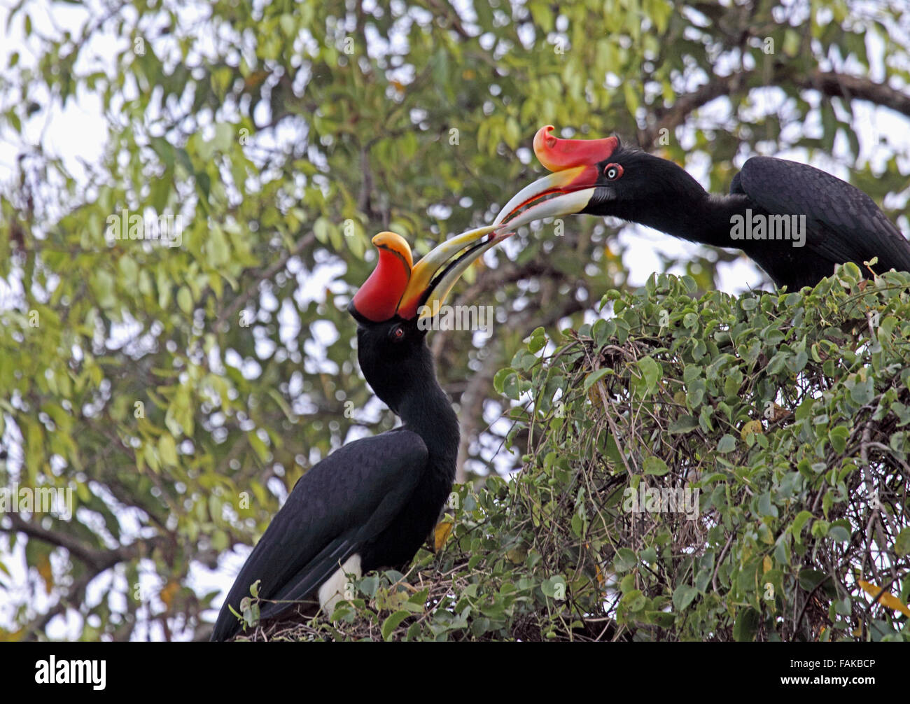 Rhinoceros Hornbills Essen übergeben Obstbaum in Sabah Borneo Stockfoto