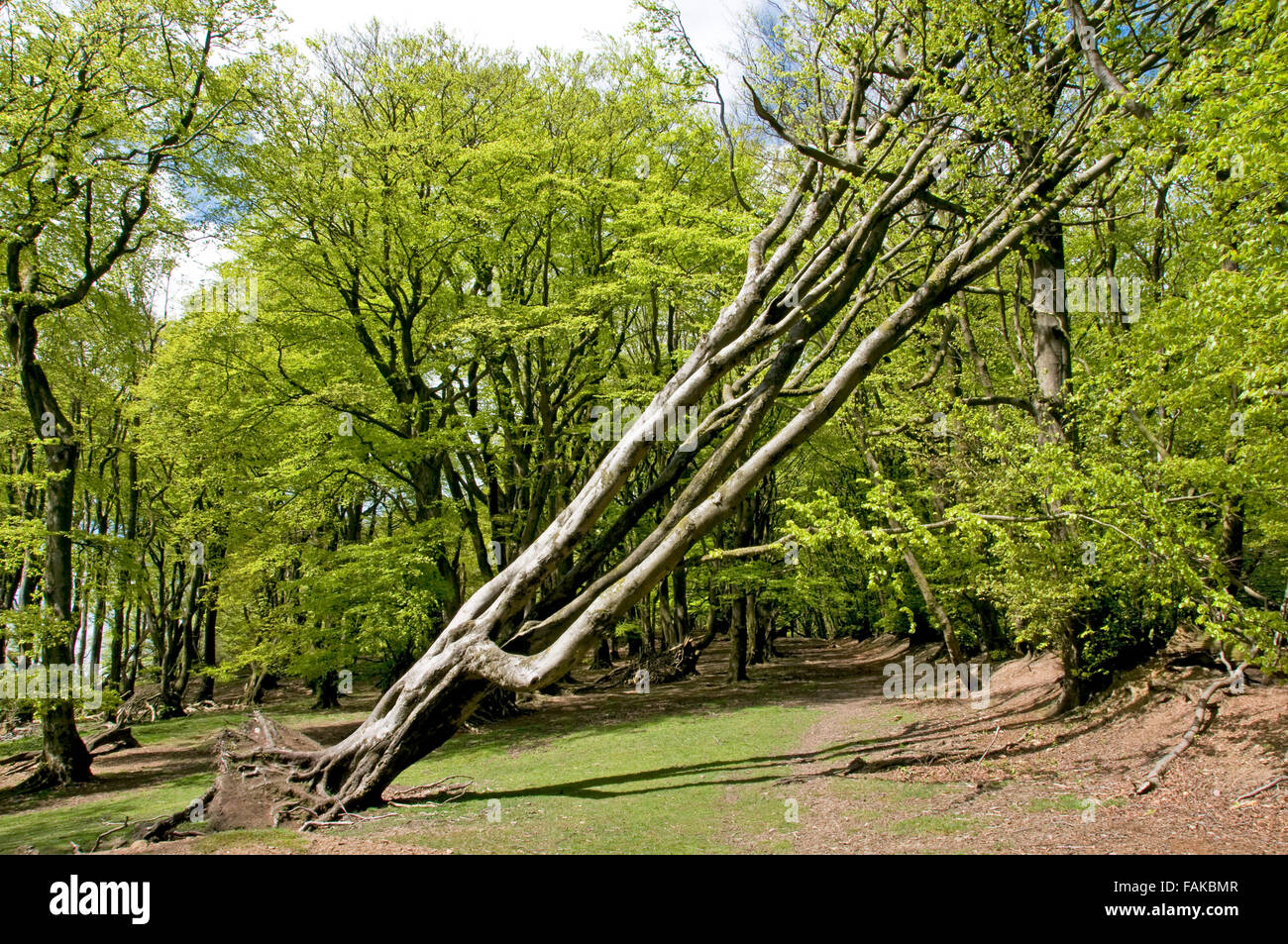 Buchenwälder im Frühsommer auf der Quantock Hills in der Nähe von Lydeard Hügel, Somerset Stockfoto