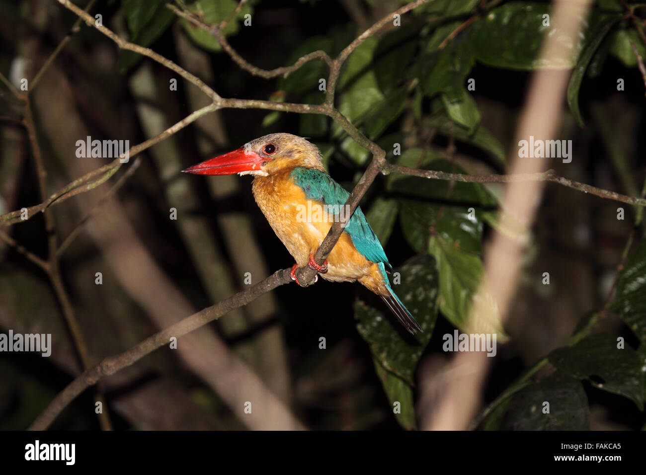 Storch in Rechnung gestellt Kingfisher gehockt Niederlassung in Sabah Borneo Stockfoto
