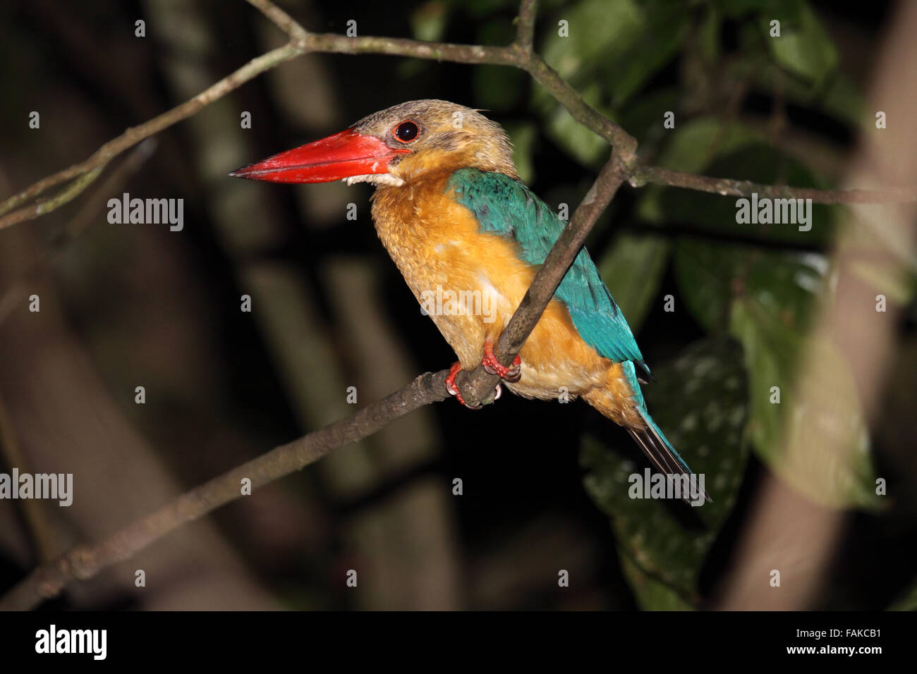 Storch in Rechnung gestellt Kingfisher gehockt Niederlassung in Sabah Borneo Stockfoto