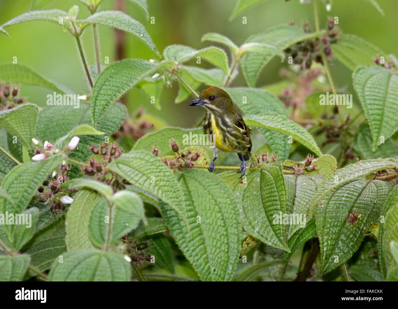 Gelbe vollbusigen Flowerpecker in Sabah Borneo Stockfoto