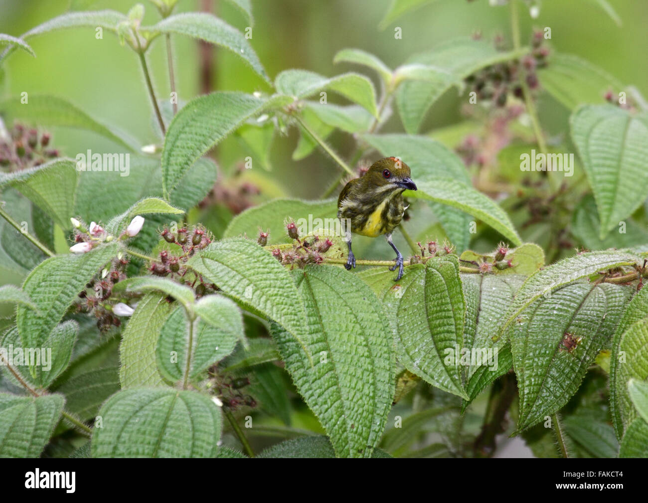 Gelbe vollbusigen Flowerpecker in Sabah Borneo Stockfoto