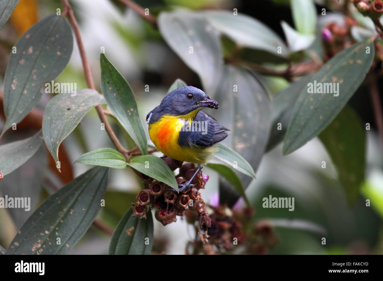 Gelbe Psephotus Flowerpecker männlich Fütterung an Blumen in Sabah Borneo Stockfoto