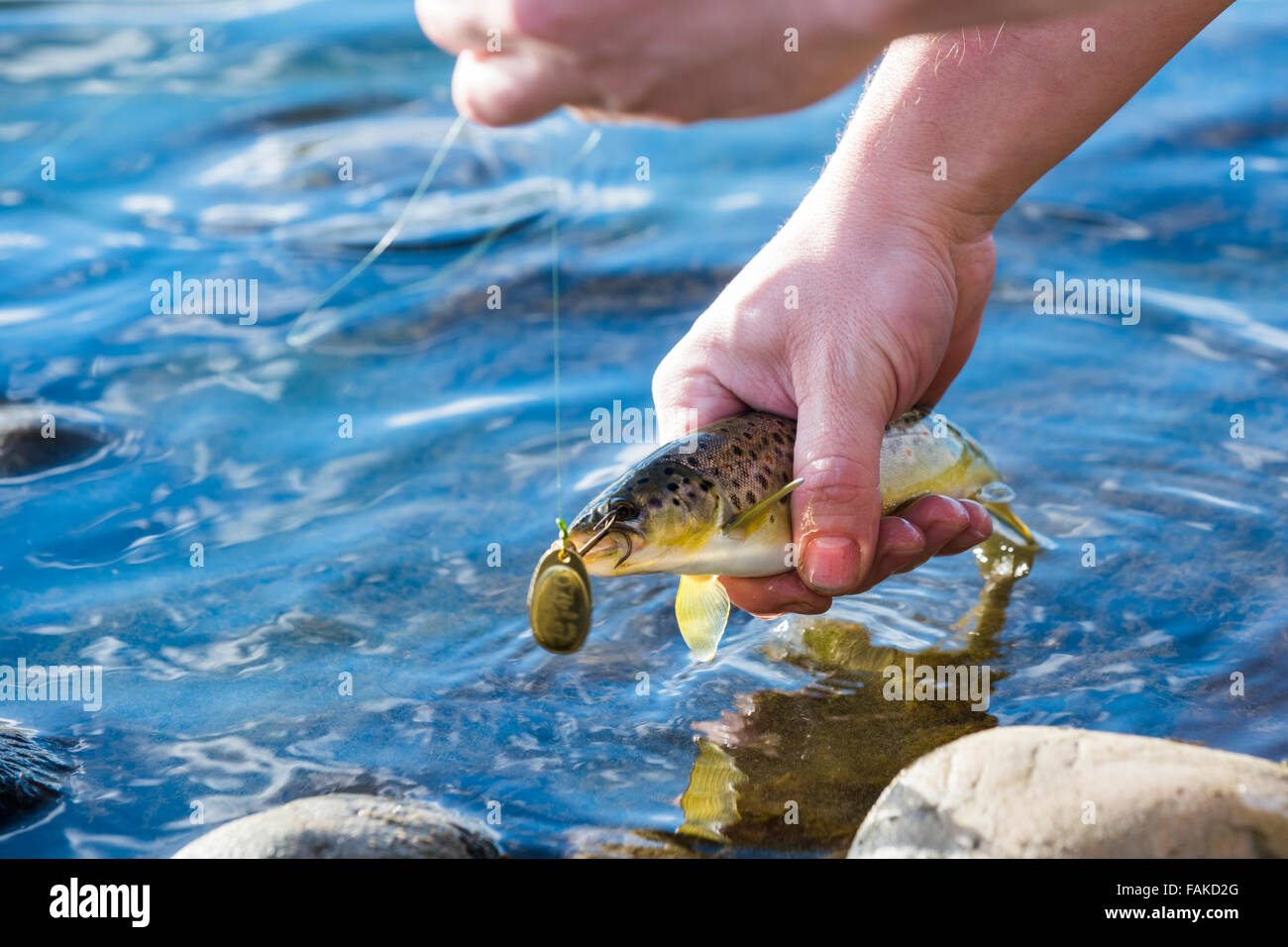 Person fangen und freilassen Angeln auf Forelle Stockfoto