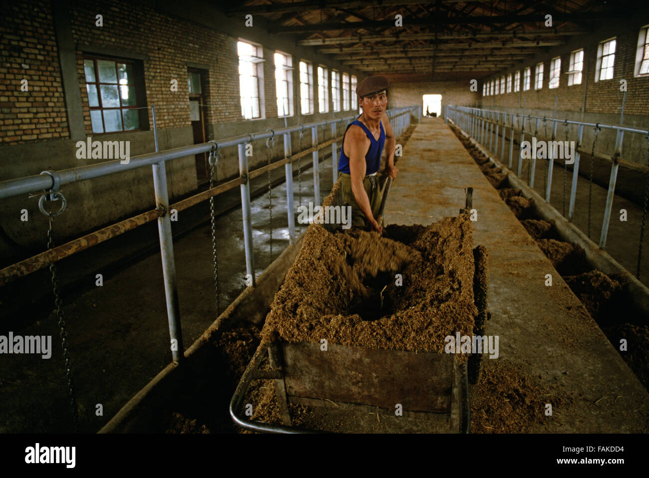 Milchviehbetrieb Arbeiter, Baotou in der autonomen Region Innere Mongolei des nördlichen China Stockfoto