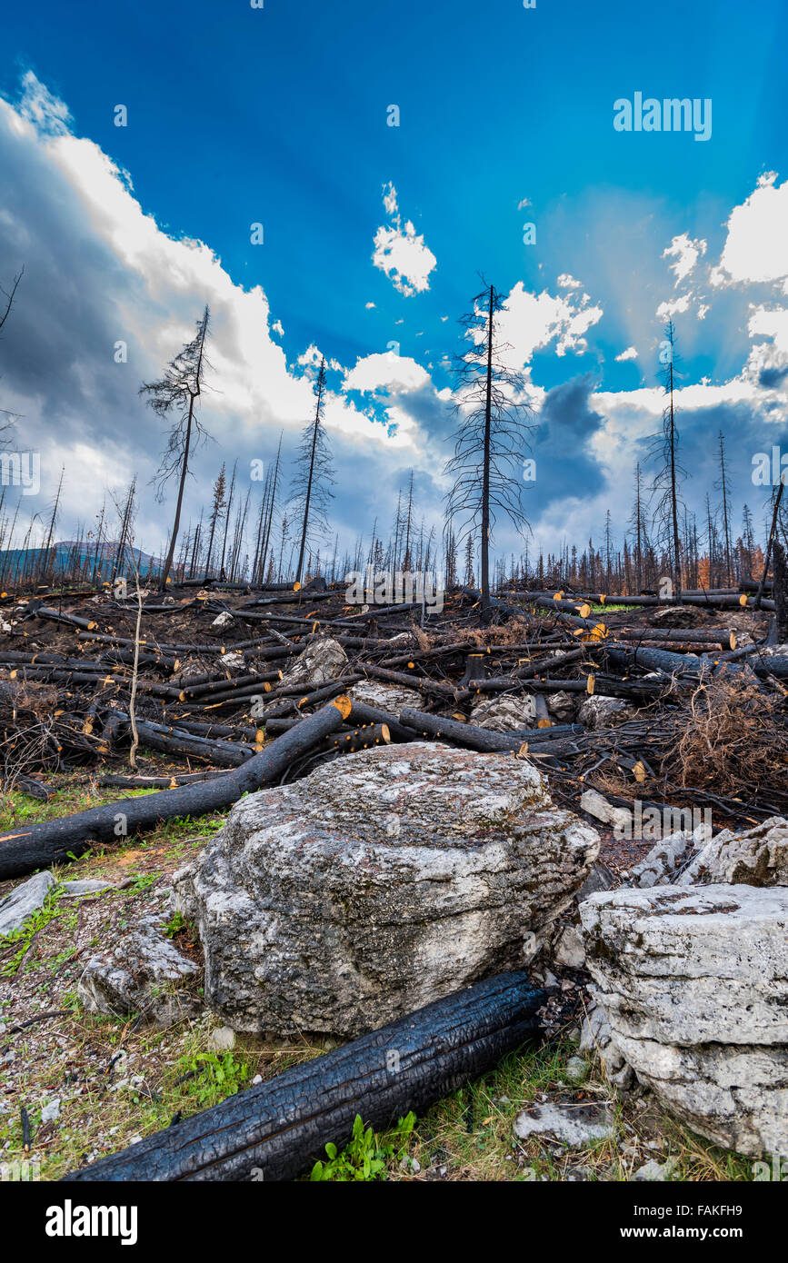 Nachwirkungen eines Waldbrandes, Jasper-Nationalpark Alberta Kanada Stockfoto