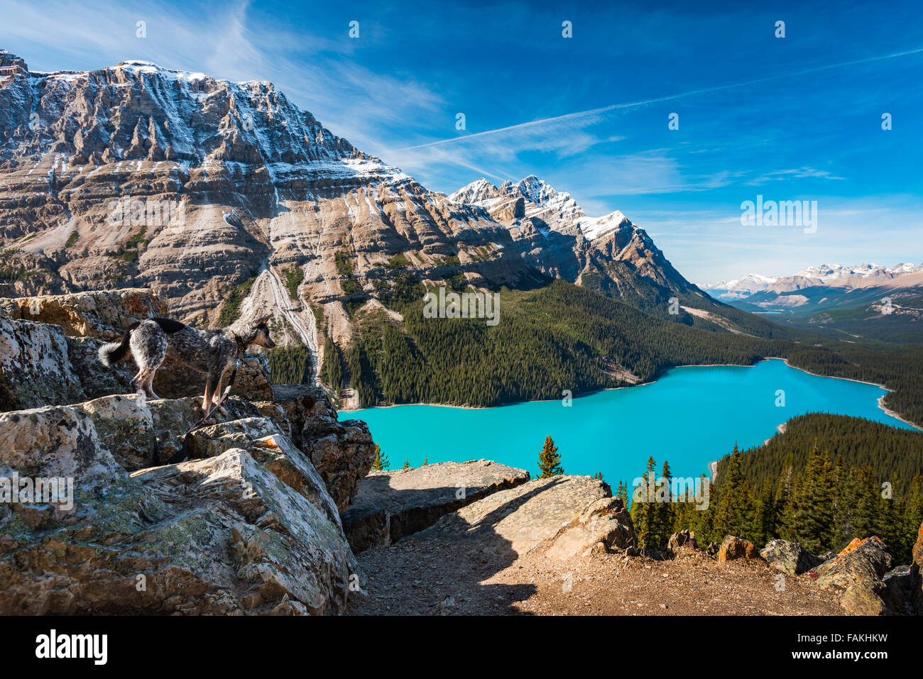 Hund auf der Suche über Vibrant Blue Peyto See aus Bow summit Banff Nationalpark, Alberta Kanada Stockfoto