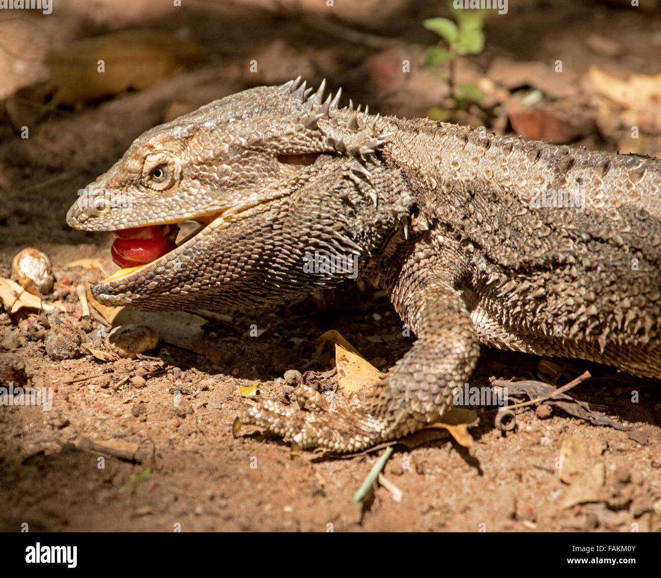 Eidechsen Mund Stockfotos und -bilder Kaufen - Nahaufnahme Von Kopf UnD Gesicht Der EiDechse Australische Bartagame Pogona Barbata Fallobst Der Brasilianischen Kirschbaum Im StaDtgarten Essen Fakm0y