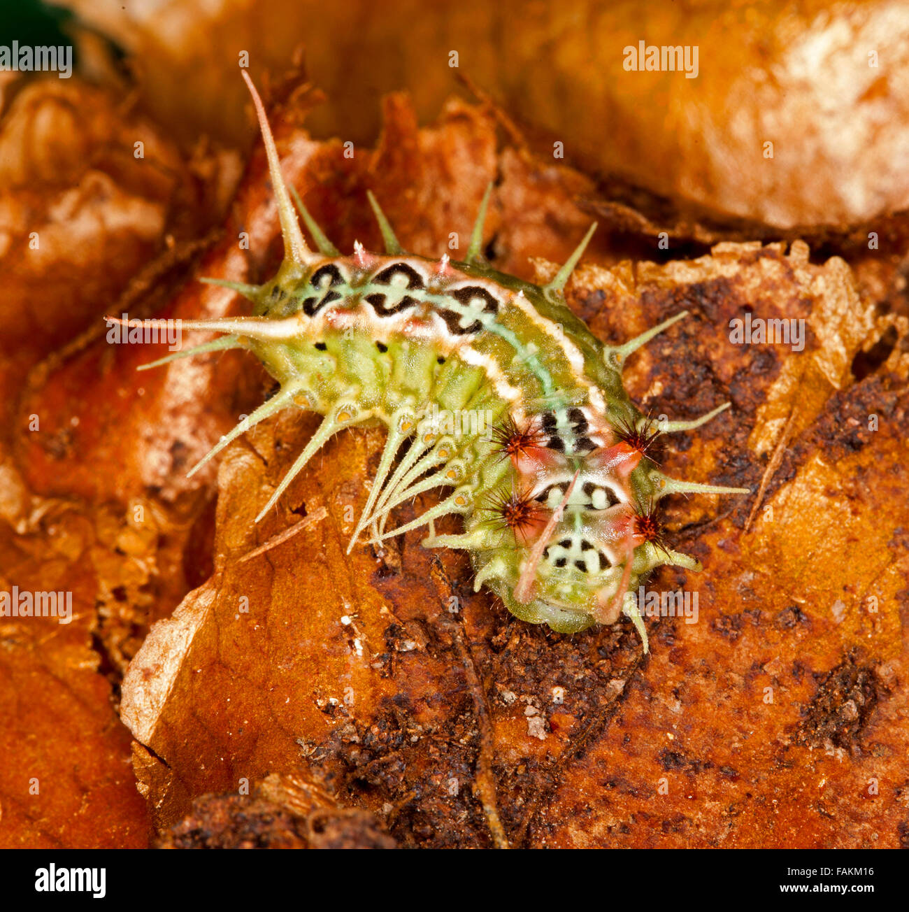 Eigenartig und bunte Raupe des australischen Tasse Motte Doratifera Quadriguttata, grüne Körper mit roten, schwarzen & weißen Muster und langen Stacheln Stockfoto
